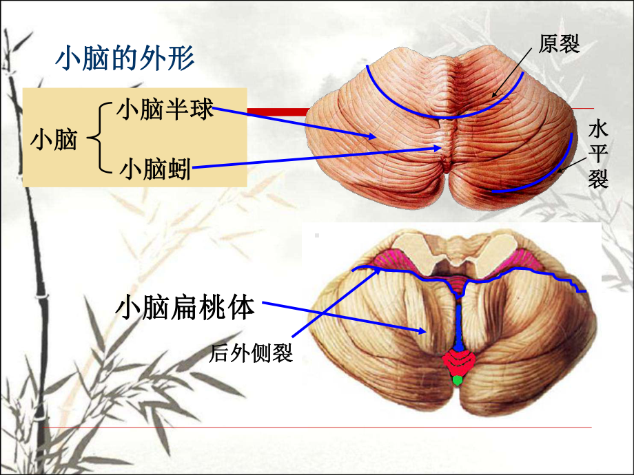 小脑、间脑、端脑-PPT课件.ppt_第3页