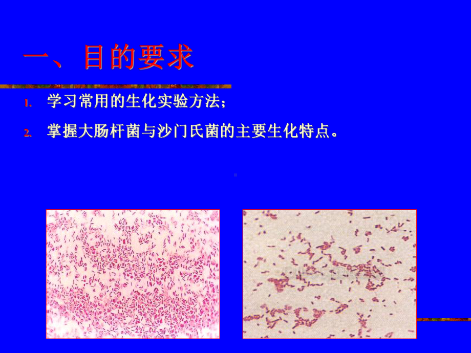 实验五-大肠杆菌与沙门氏菌课件.ppt_第3页