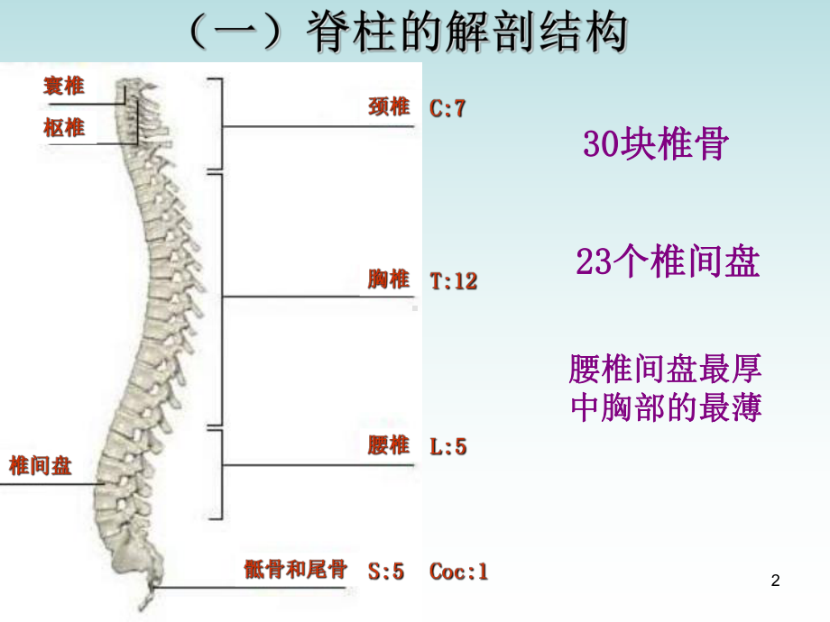 小讲课腰椎间盘突出PPT课件.ppt_第2页