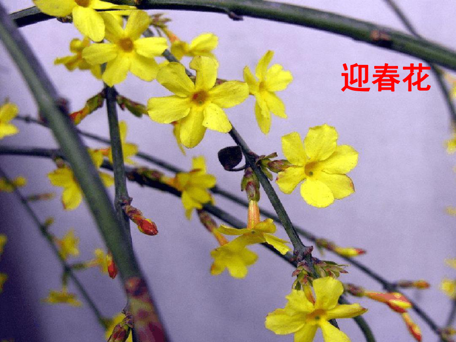 完整版油菜花开了课件.ppt_第3页