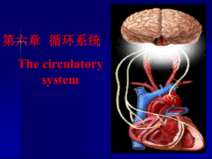 完整版人体解剖生理学-第六章循环系统课件.ppt