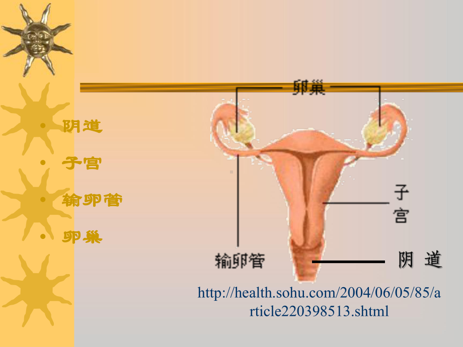 子宫及附件解剖及生理课件.ppt_第2页