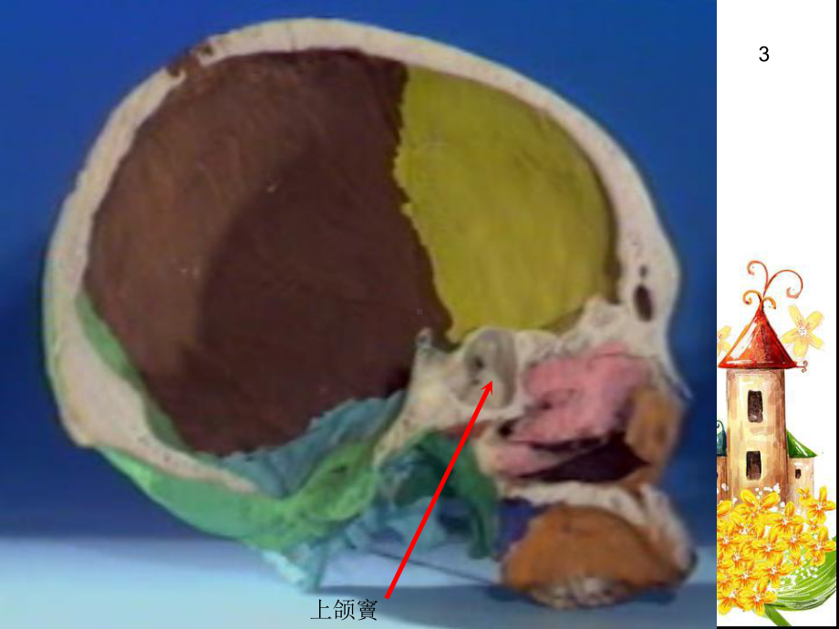 正常人体解剖学-实验考试题库1课件.ppt（70页）_第3页