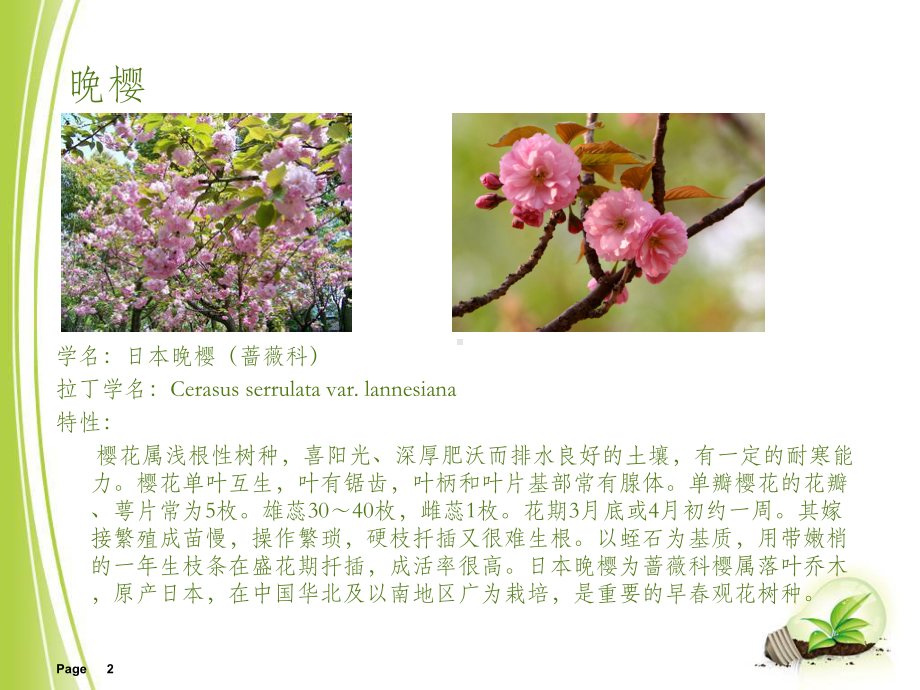 植物调研ppt课件.ppt（17页）_第2页