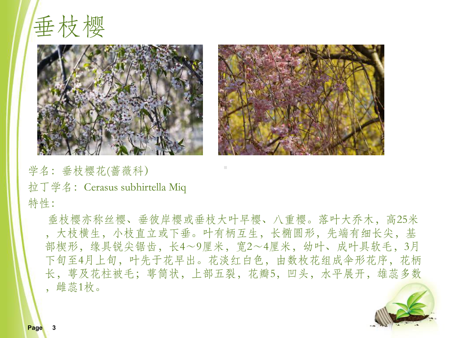 植物调研ppt课件.ppt（17页）_第3页