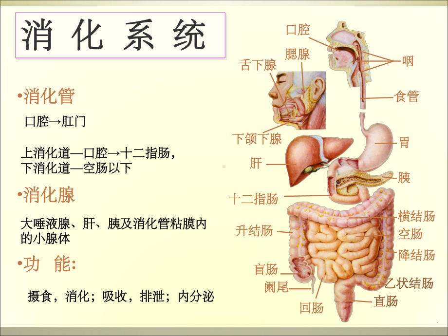 消化道出血病人的护理ppt课件.ppt（77页）_第3页