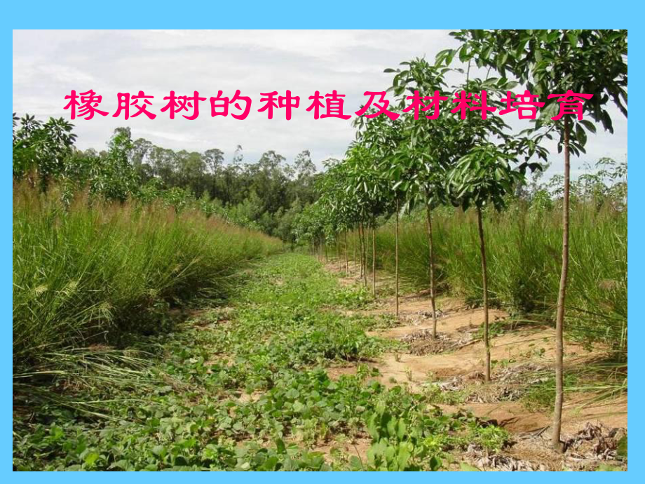 橡胶树种植及材料培育精品PPT课件.ppt（83页）_第1页