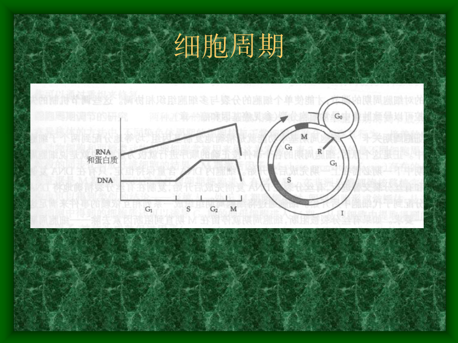 真核细胞DNA复制中的酶和蛋白质课件.ppt_第2页