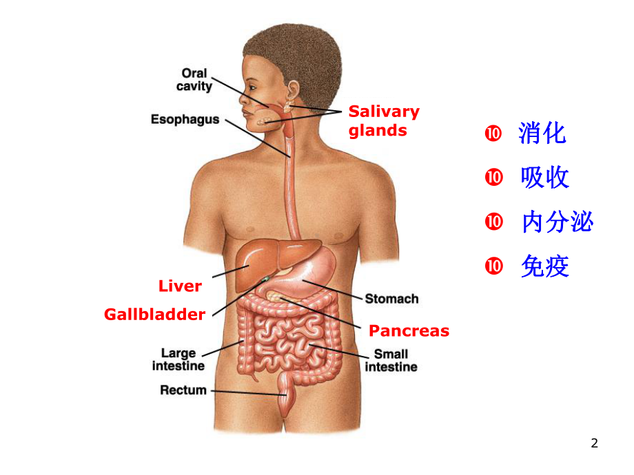 生理学消化与吸收-ppt课件.ppt_第2页