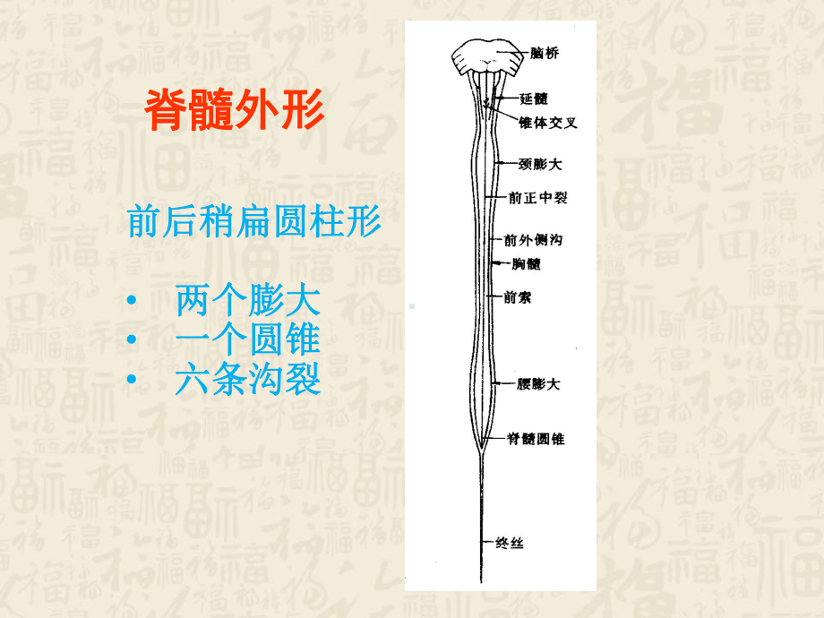 椎管肿瘤的影像诊断-ppt课件.ppt（52页）_第3页