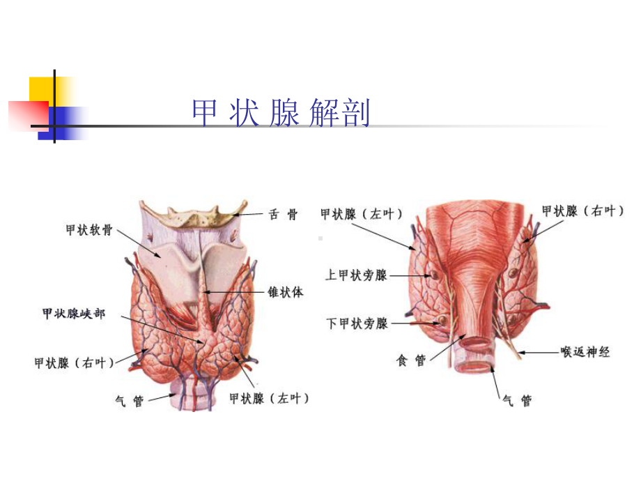 甲状腺功能亢进症(新)课件.ppt_第2页