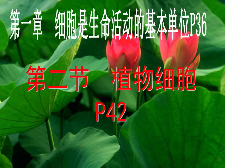 植物细胞七级生物PPT课件.ppt（33页）_第2页