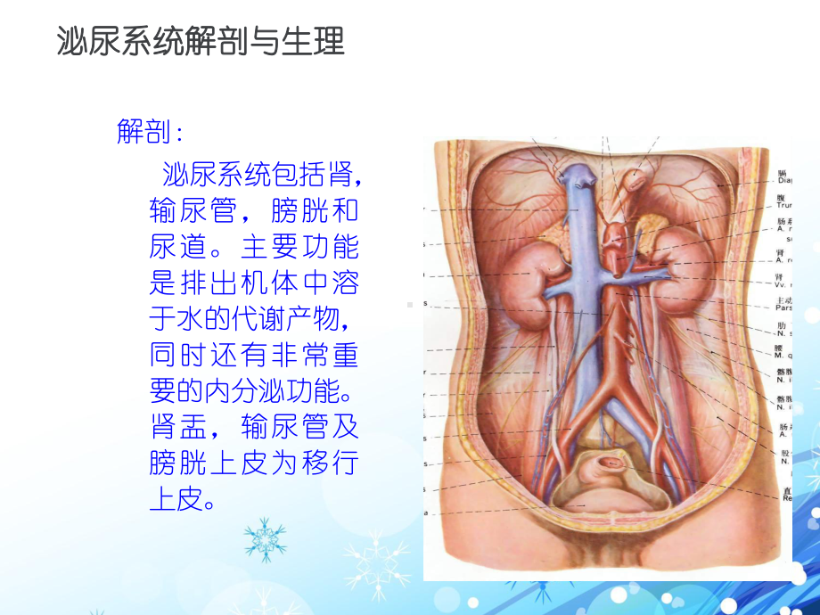 泌尿系结石的诊断及治疗（泌尿外科）-ppt课件.ppt（52页）_第3页