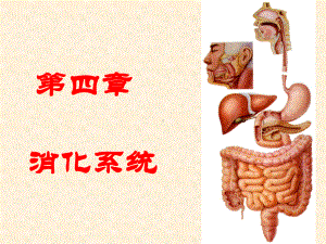 消化系统PPT课件.ppt（97页）