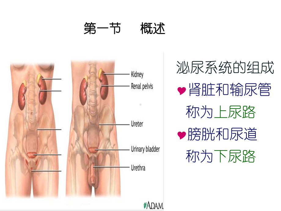 泌尿系统疾病患儿的护理-ppt课件.ppt（67页）_第2页