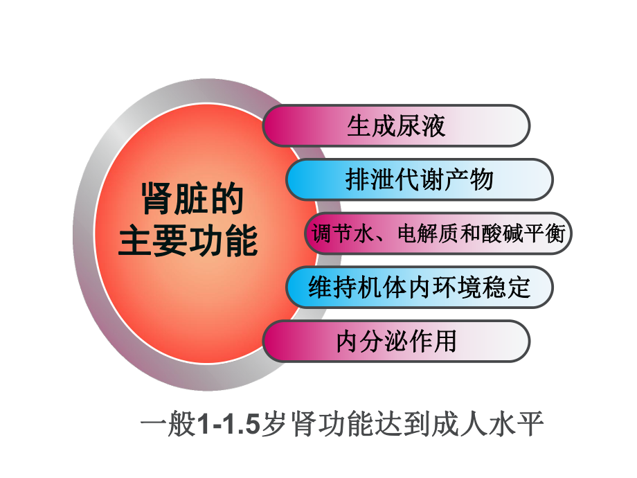 泌尿系统疾病患儿的护理-ppt课件.ppt（67页）_第3页