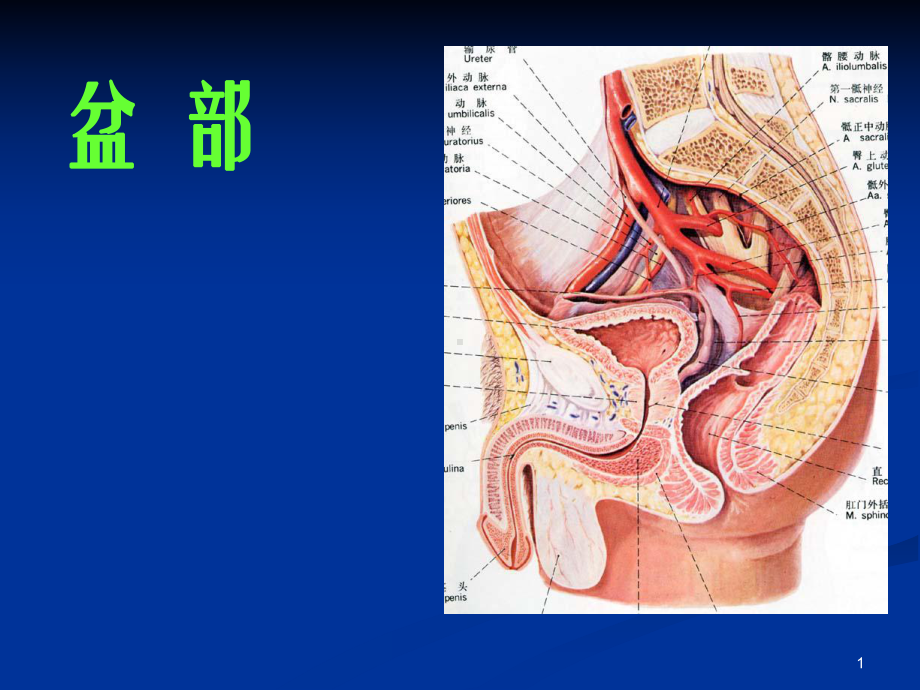 盆部PPT课件.ppt_第1页