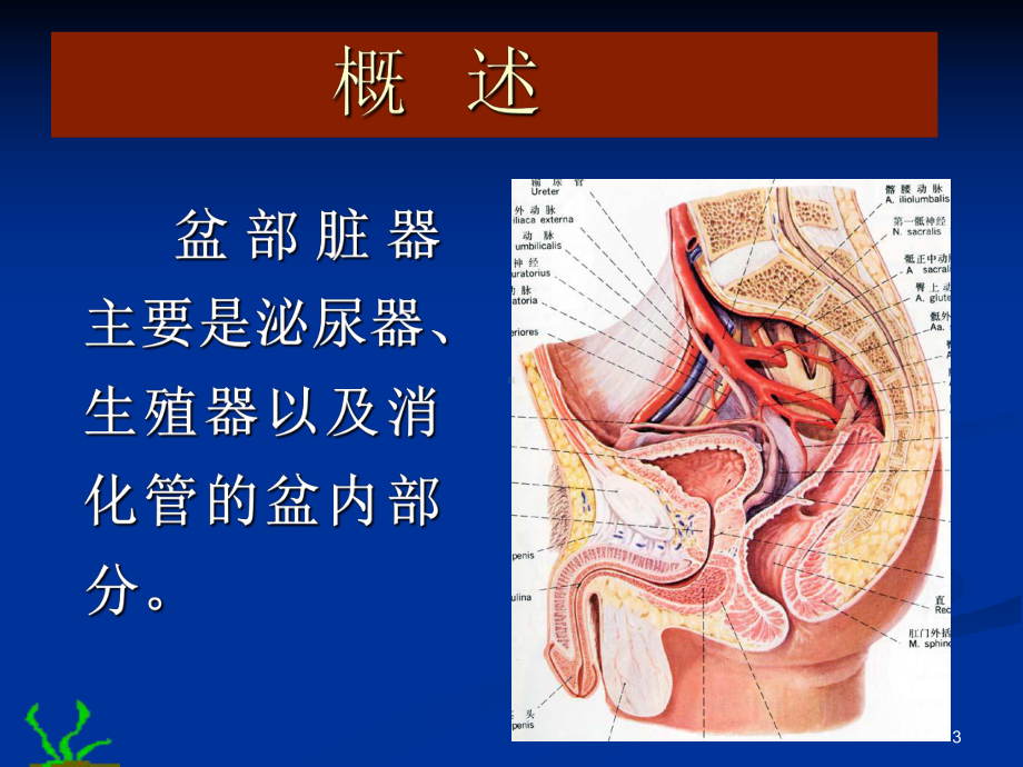 盆部PPT课件.ppt_第3页