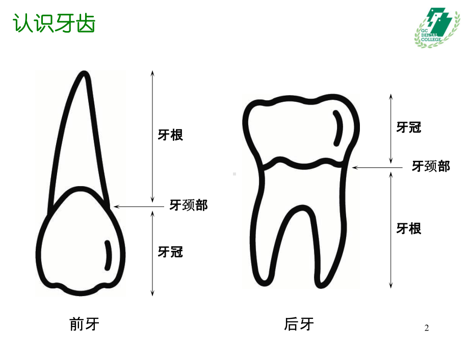 牙齿的基础知识PPT课件.ppt（36页）_第2页