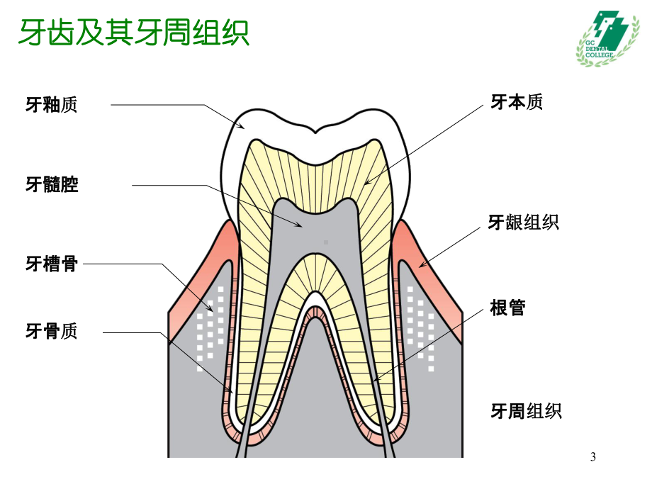 牙齿的基础知识PPT课件.ppt（36页）_第3页