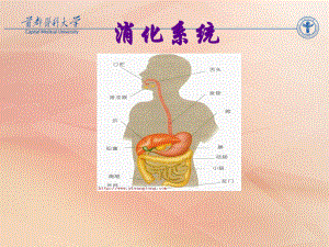 消化系统疾病概述及常用药物ppt课件.ppt（74页）