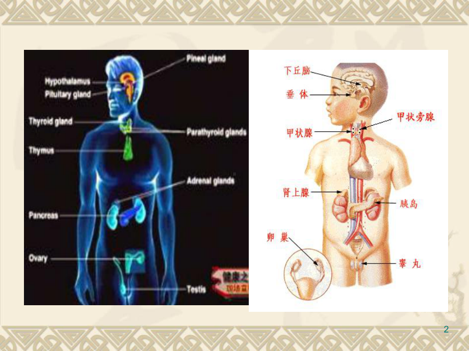 甲状腺功能亢进症课件.ppt_第2页