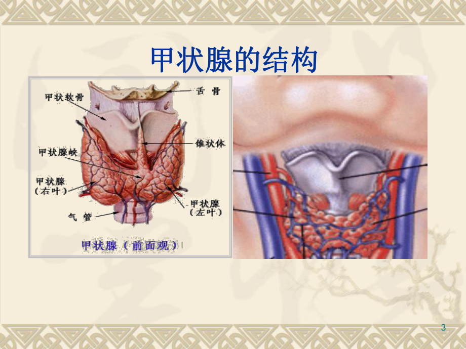 甲状腺功能亢进症课件.ppt_第3页