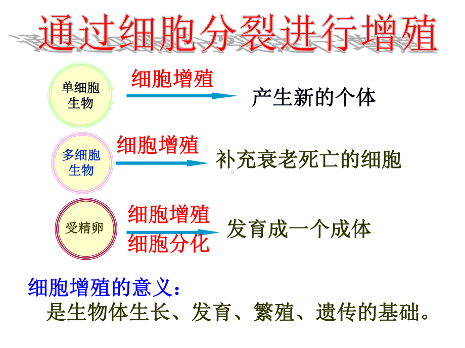 植物的有丝分裂(公开课一等奖)-ppt课件.ppt（20页）_第3页