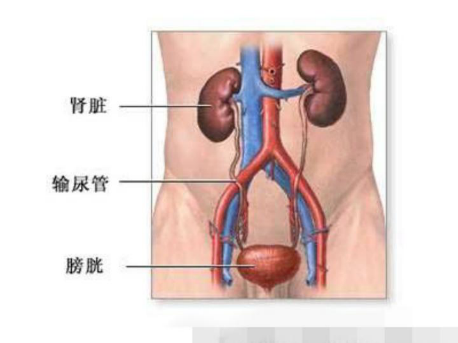 泌尿系统疾病病人的护理评估PPT课件.ppt（24页）_第2页