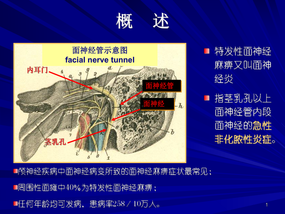 特发性面神经麻痹PPT课件.ppt（55页）_第1页