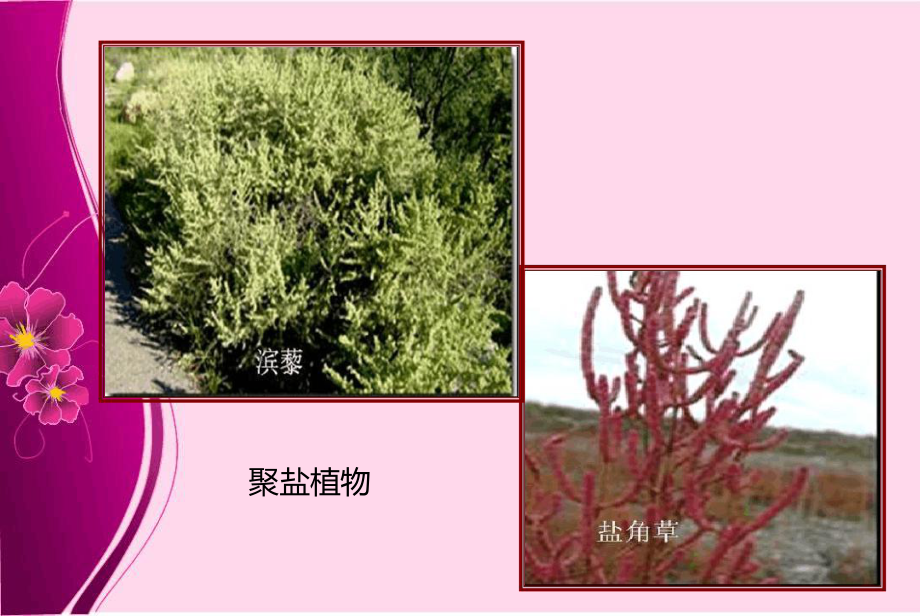 植物盐胁迫响应及耐盐的分子机制.ppt课件.ppt（25页）_第3页