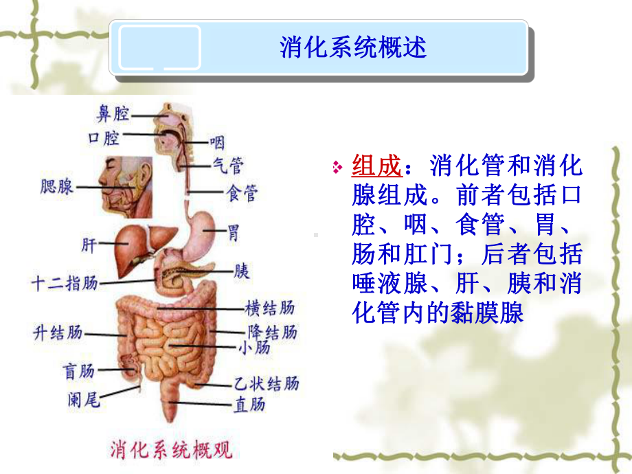 消化系统疾病护理-ppt课件.ppt（67页）_第3页