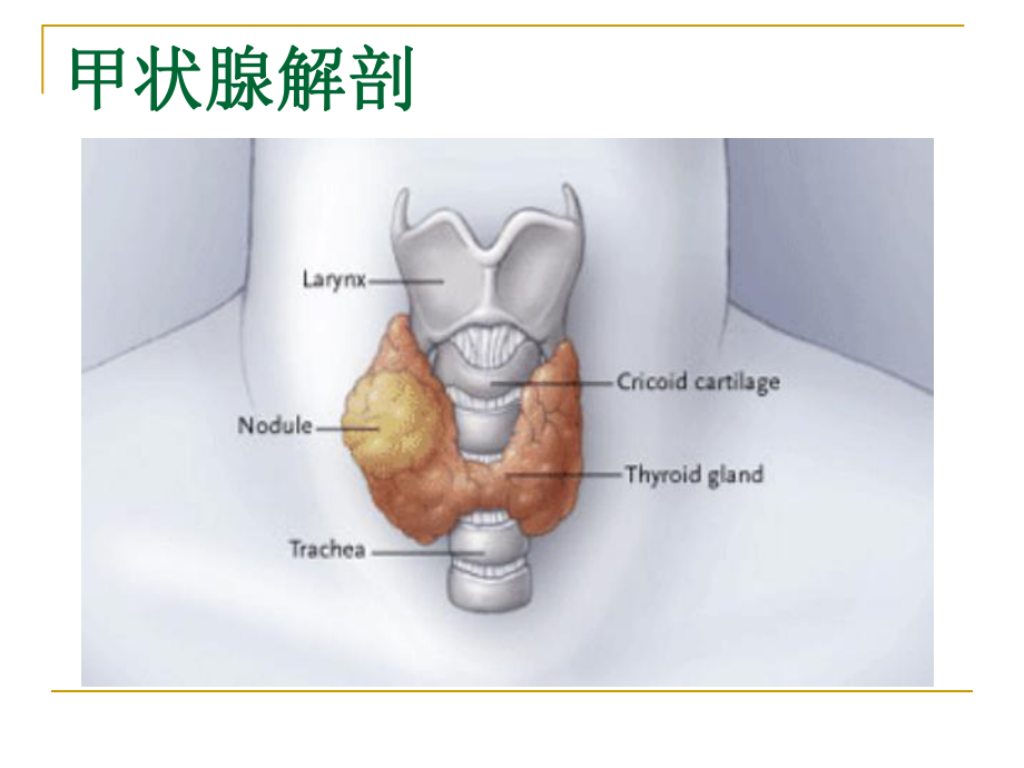 核医学-甲状腺功能及显像课件.ppt（35页）_第3页