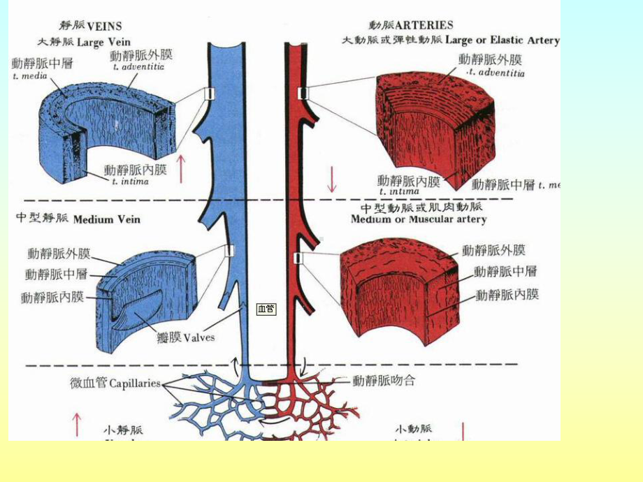 深静脉血栓病人的护理ppt课件.ppt（45页）_第3页