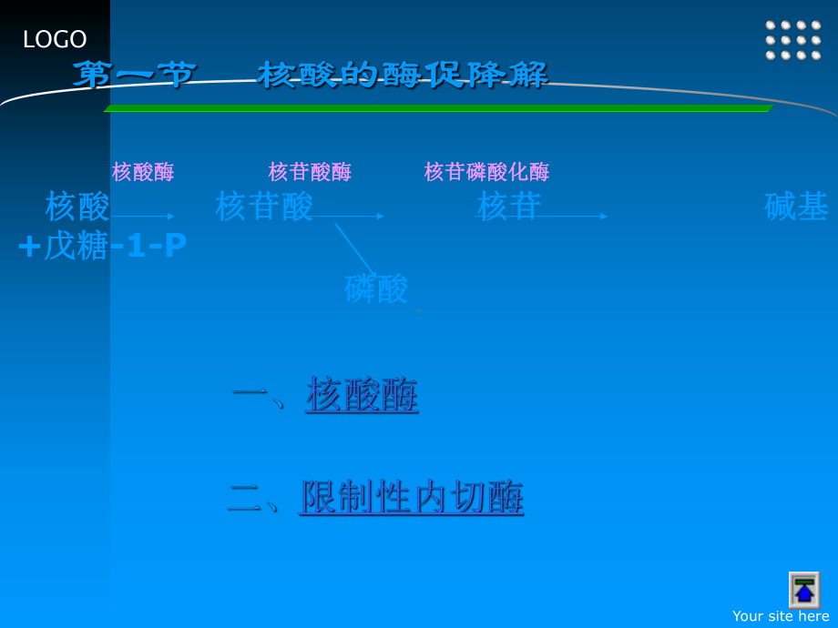 核酸的酶促降解和核苷酸代谢-(2)ppt课件.ppt（34页）_第2页