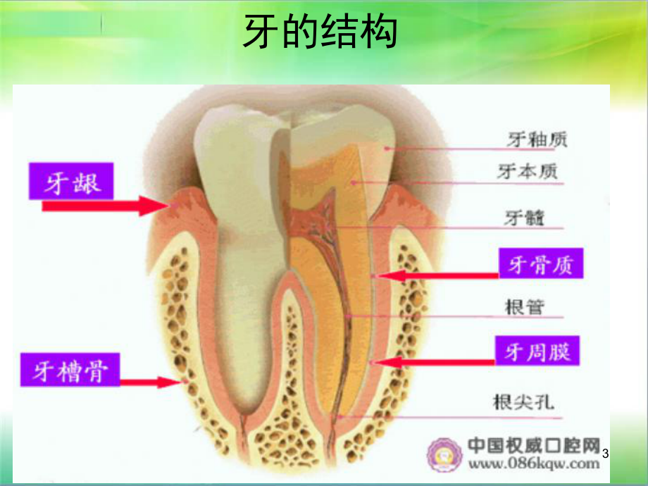 牙科树脂充填PPT课件.ppt（65页）_第3页