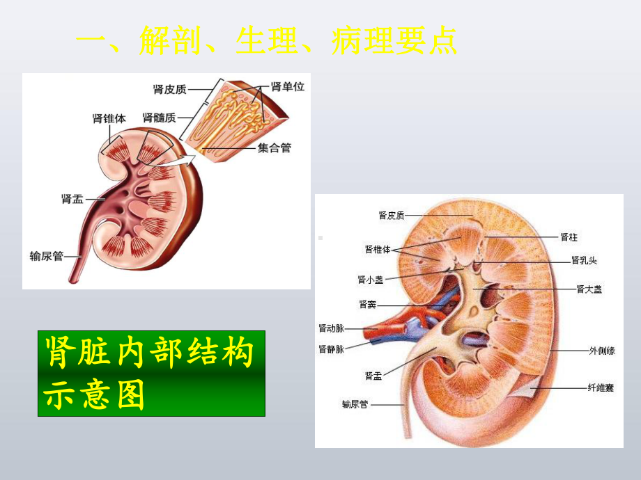 泌尿系统疾病常见症状体征的护理课件.ppt（42页）_第3页