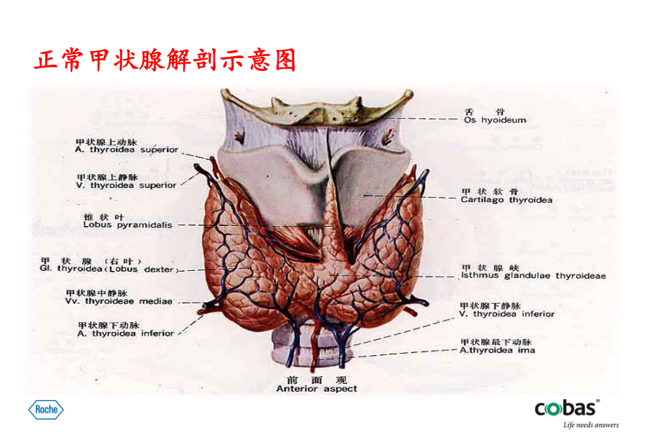 甲状腺功能测定PPT课件.ppt_第3页