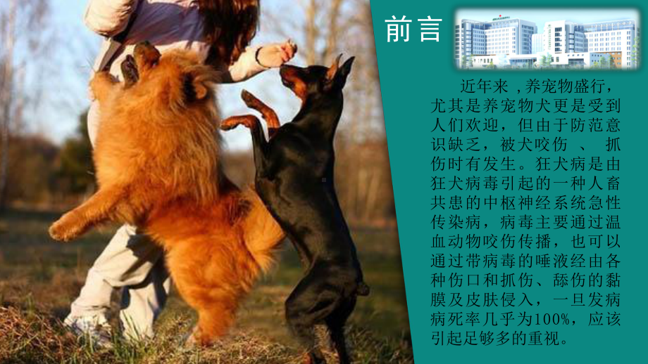 犬伤的处理及感染治疗PPT课件.ppt（54页）_第2页