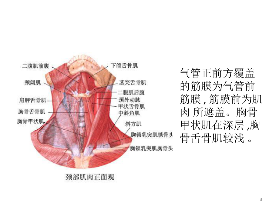 气管切开术PPT课件.ppt（26页）_第3页