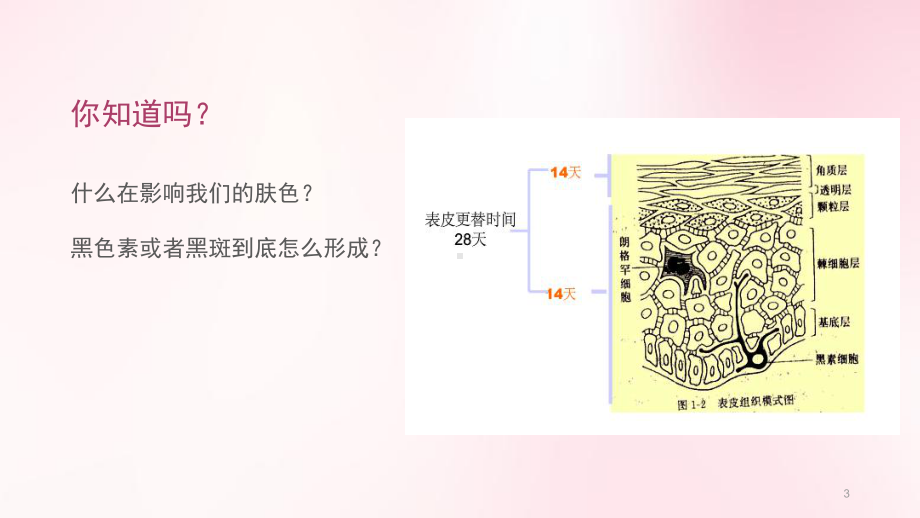 皮肤、斑的认识PPT课件.ppt_第3页