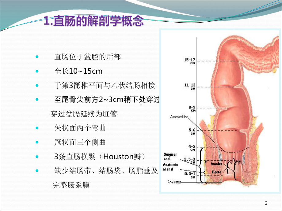 直肠相关解剖学基础PPT课件.ppt_第2页