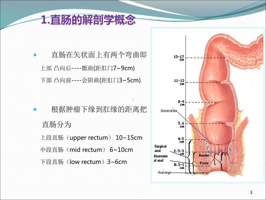 直肠相关解剖学基础PPT课件.ppt_第3页