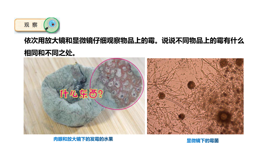 2022新苏教版五年级下册科学1-3 发霉与防霉 ppt课件.pptx_第2页