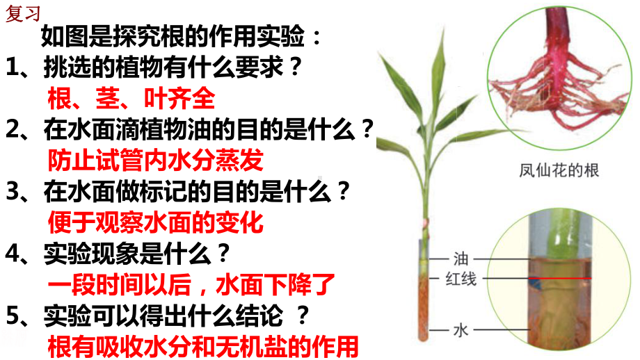 2022新教科版四年级下册科学4.茎和叶ppt课件.pptx_第3页