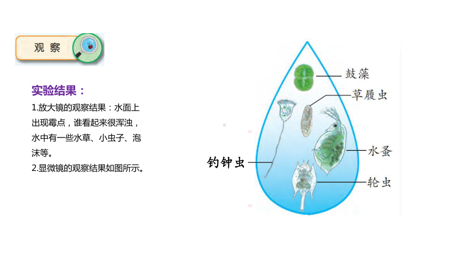 2022新苏教版五年级下册科学1-2 微小的生命体 ppt课件.pptx_第3页