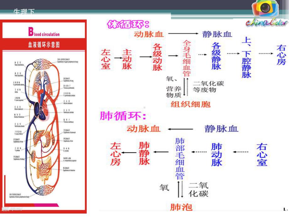 放血排瘀疗法ppt演示课件.ppt_第3页