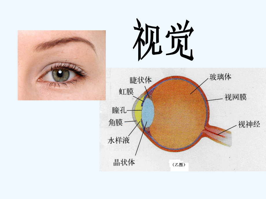 科学五年级下册《感觉》课件.ppt_第3页