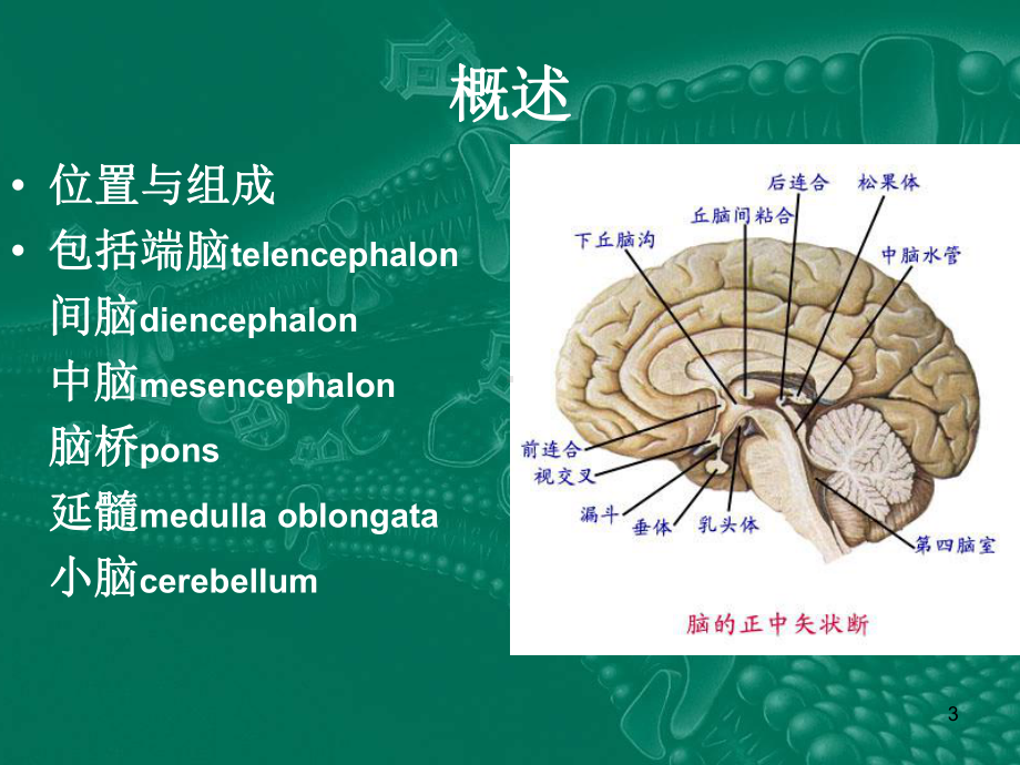 神经外科诊疗PPT课件.ppt_第3页