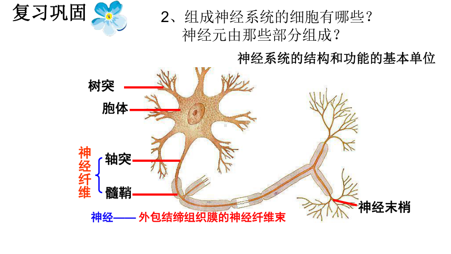 神经调节的基本方式（新教材）新人教版高中生物选择性必修一PPT课件.ppt_第2页